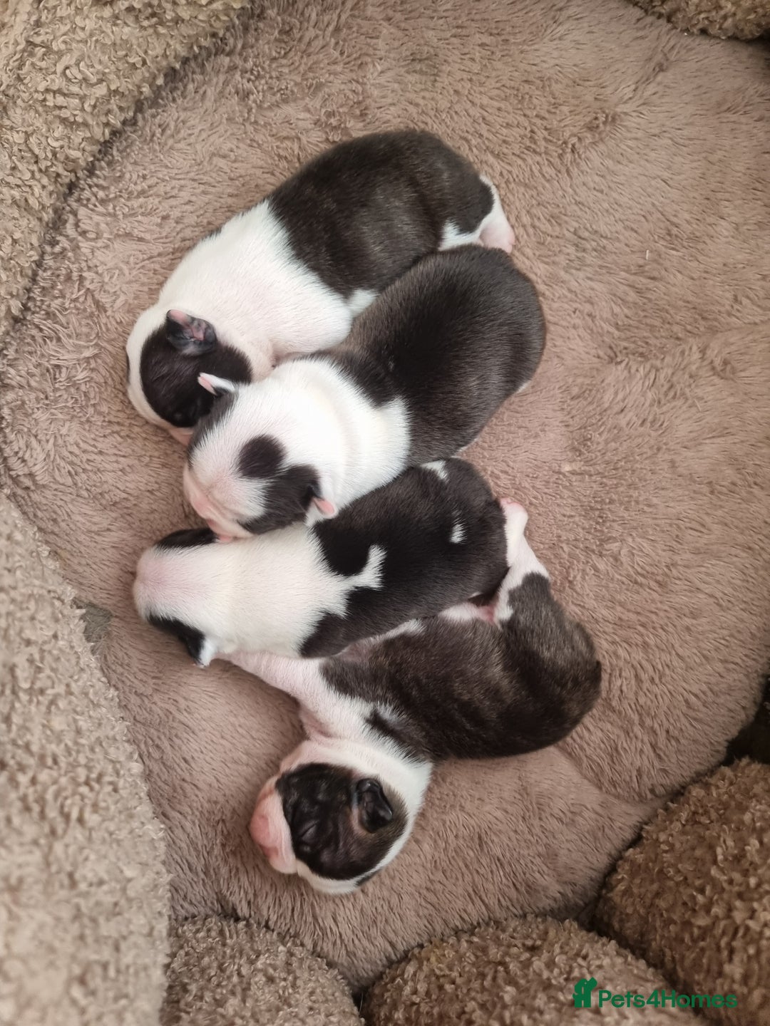 Boston Terrier dogs for sale: Beautiful Boston Terriers pups - Image 5