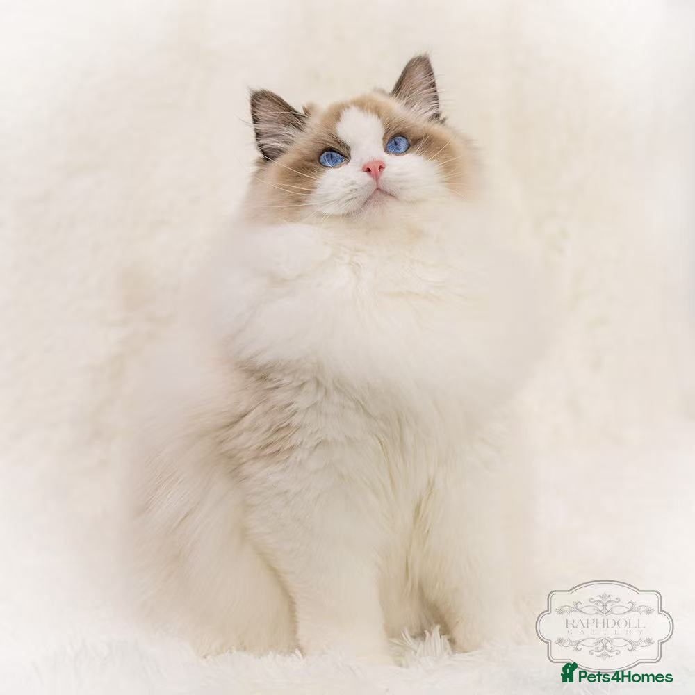 Ragdoll cats TICA Registered Ragdoll - Advert 1