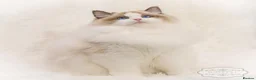 Ragdoll cats for sale: TICA Registered Ragdoll - Advert 1