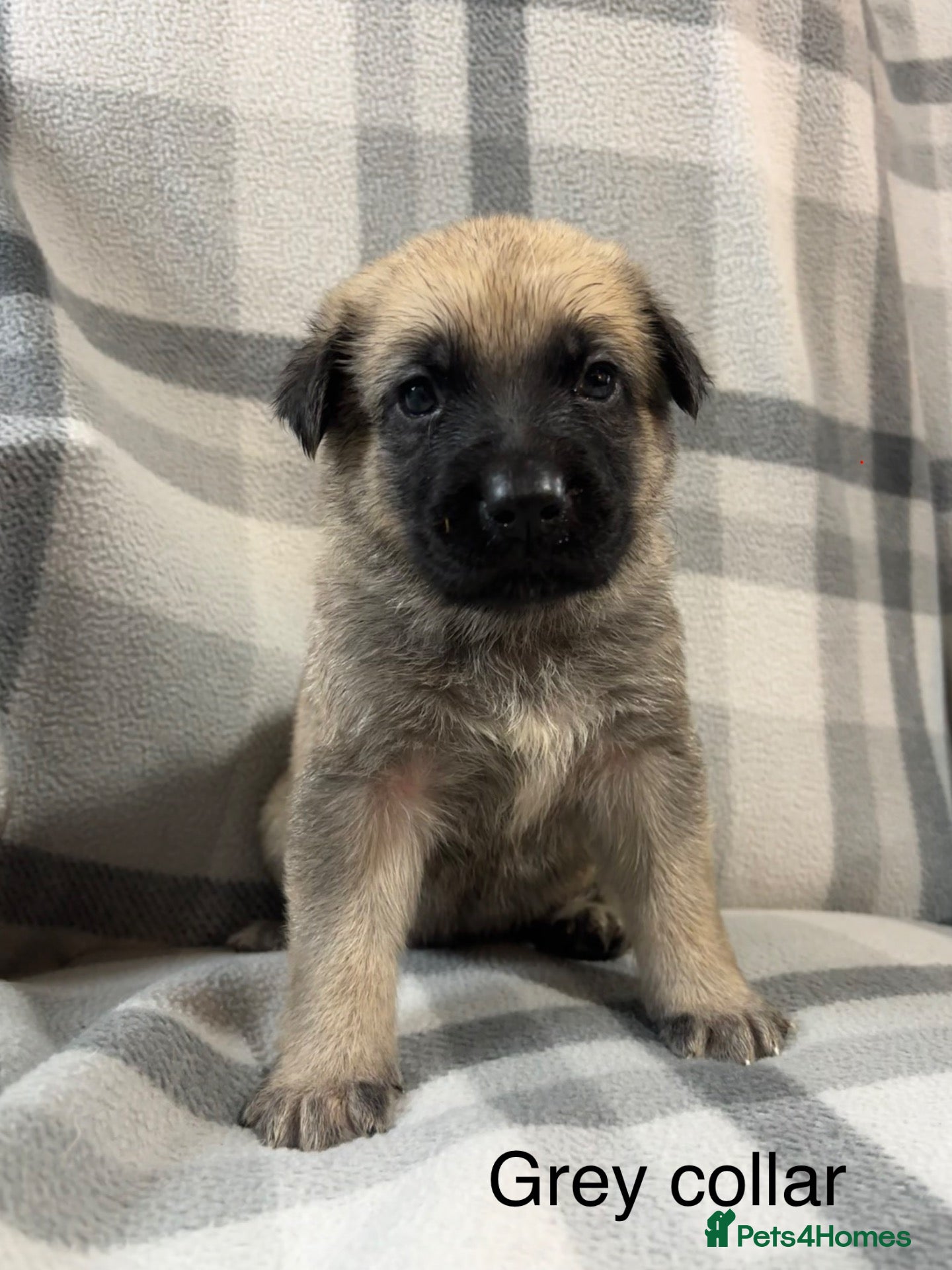 German Shepherd dogs for sale: Beautiful German Shepherd Cross Puppies - Advert 13