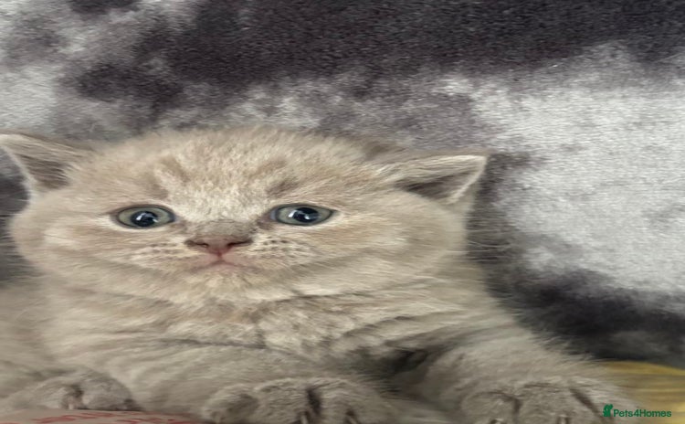 Scottish Fold cats - Advert 7