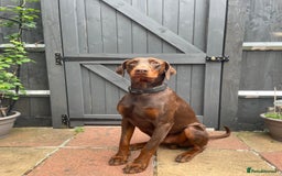 Dobermann dogs for sale: Doberman Puppies For Sale  - Image 14