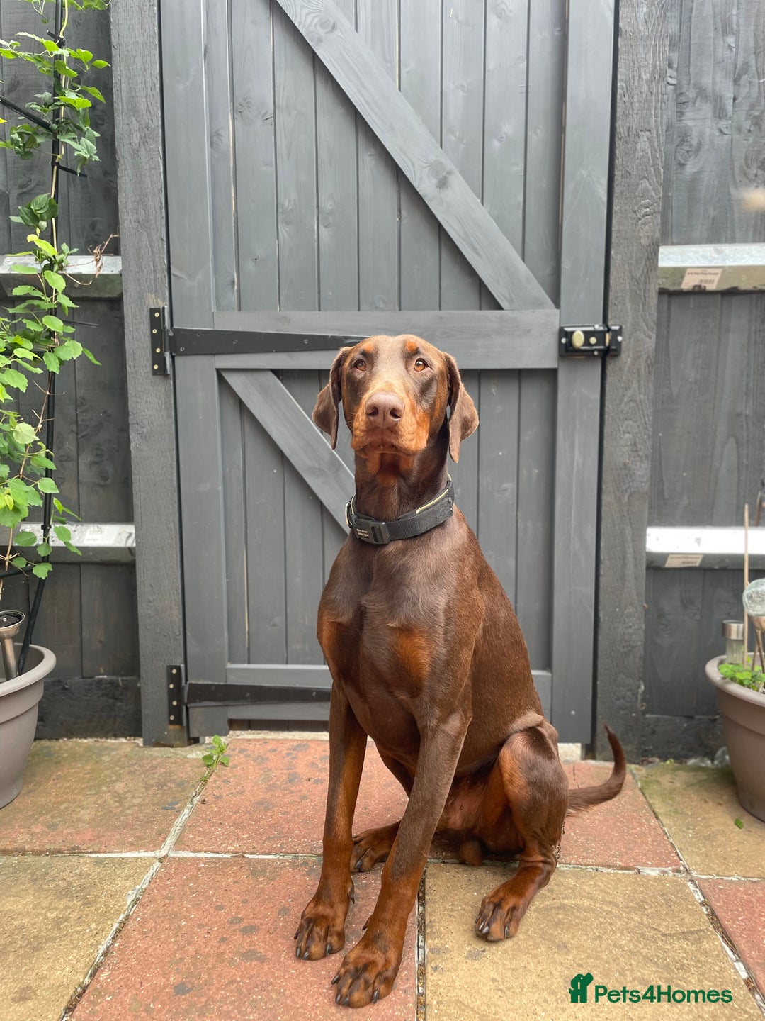 Dobermann dogs for sale: Doberman Puppies For Sale  - Image 14