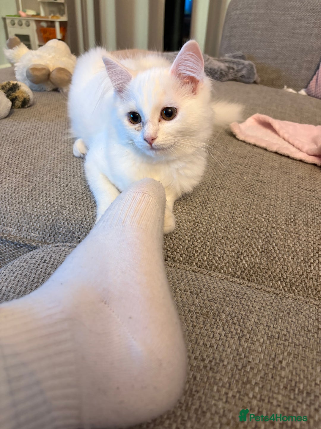 Ragdoll cats for sale: Ragdoll x male - Advert 3