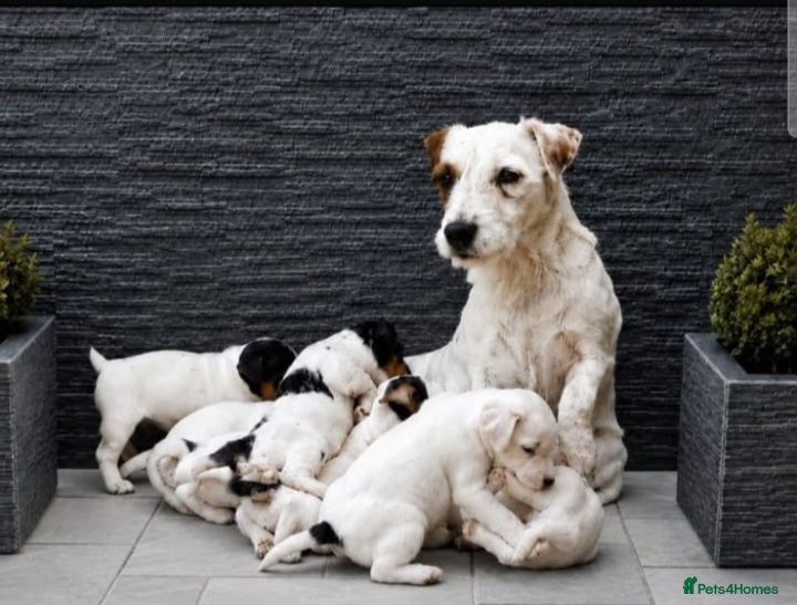 Parson Russell dogs Quality Parsons Russell Terrier Puppies - Advert 1