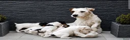 Parson Russell dogs for sale: Quality Parsons Russell Terrier Puppies - Advert 1