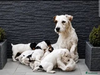 Parson Russell dogs Quality Parsons Russell Terrier Puppies - Advert 1