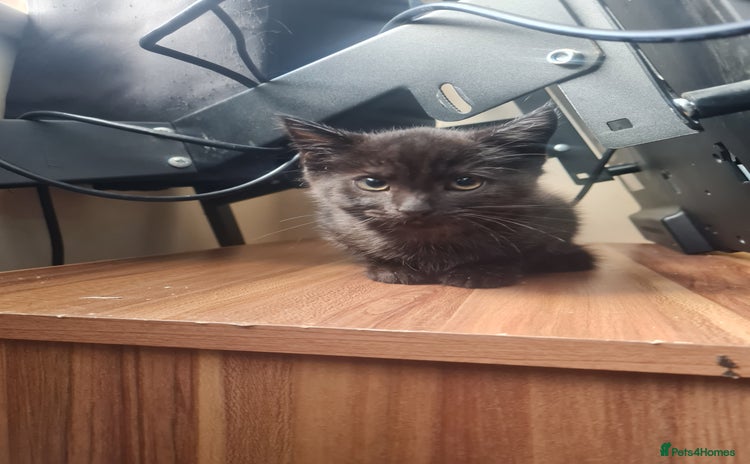 Domestic Shorthair cats - Advert 1