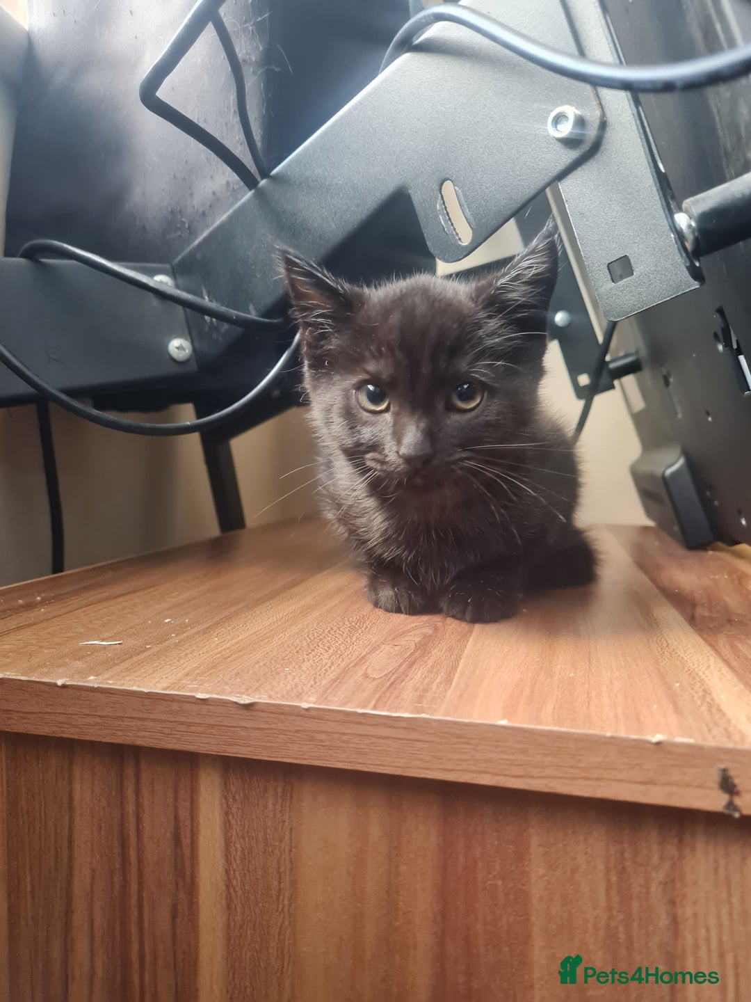 Domestic Shorthair cats for sale: 2 boys with mum - Image 1