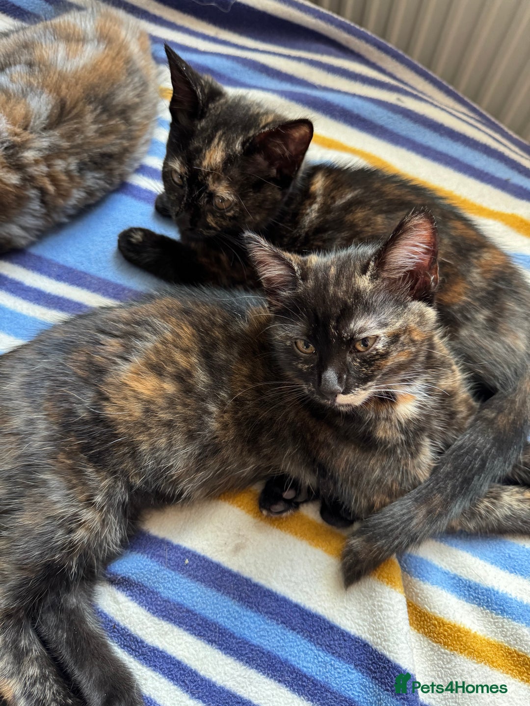 Mixed Breed cats for sale: 3 beautiful kittens for sale  - Image 3