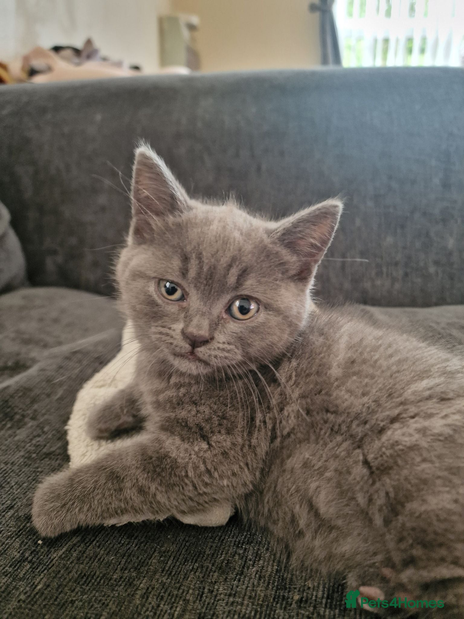British Shorthair cats Rare British shorthair kittens - Advert 17