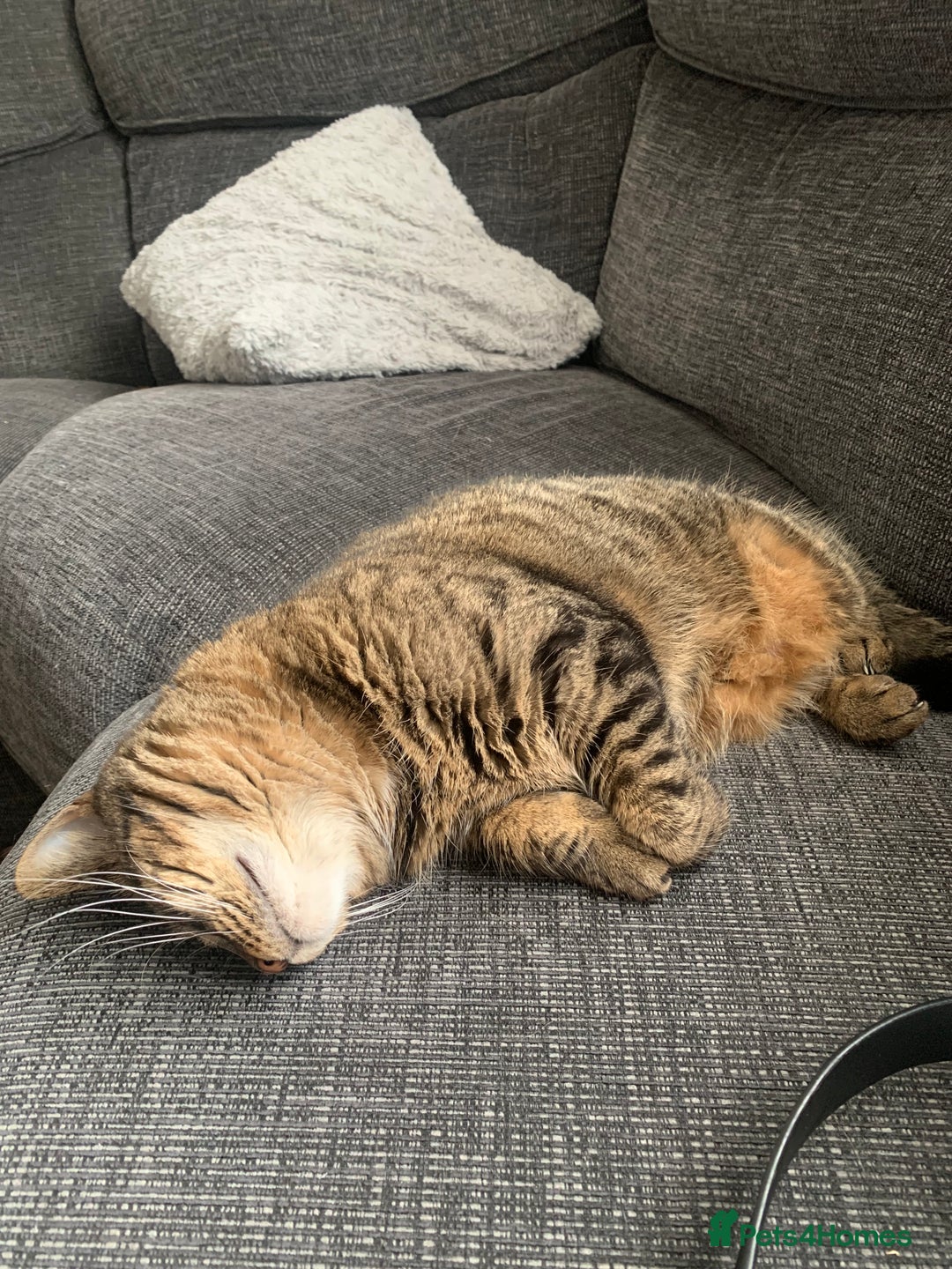 British Shorthair cats for sale: British shorthair cat 4 years old  - Advert 9