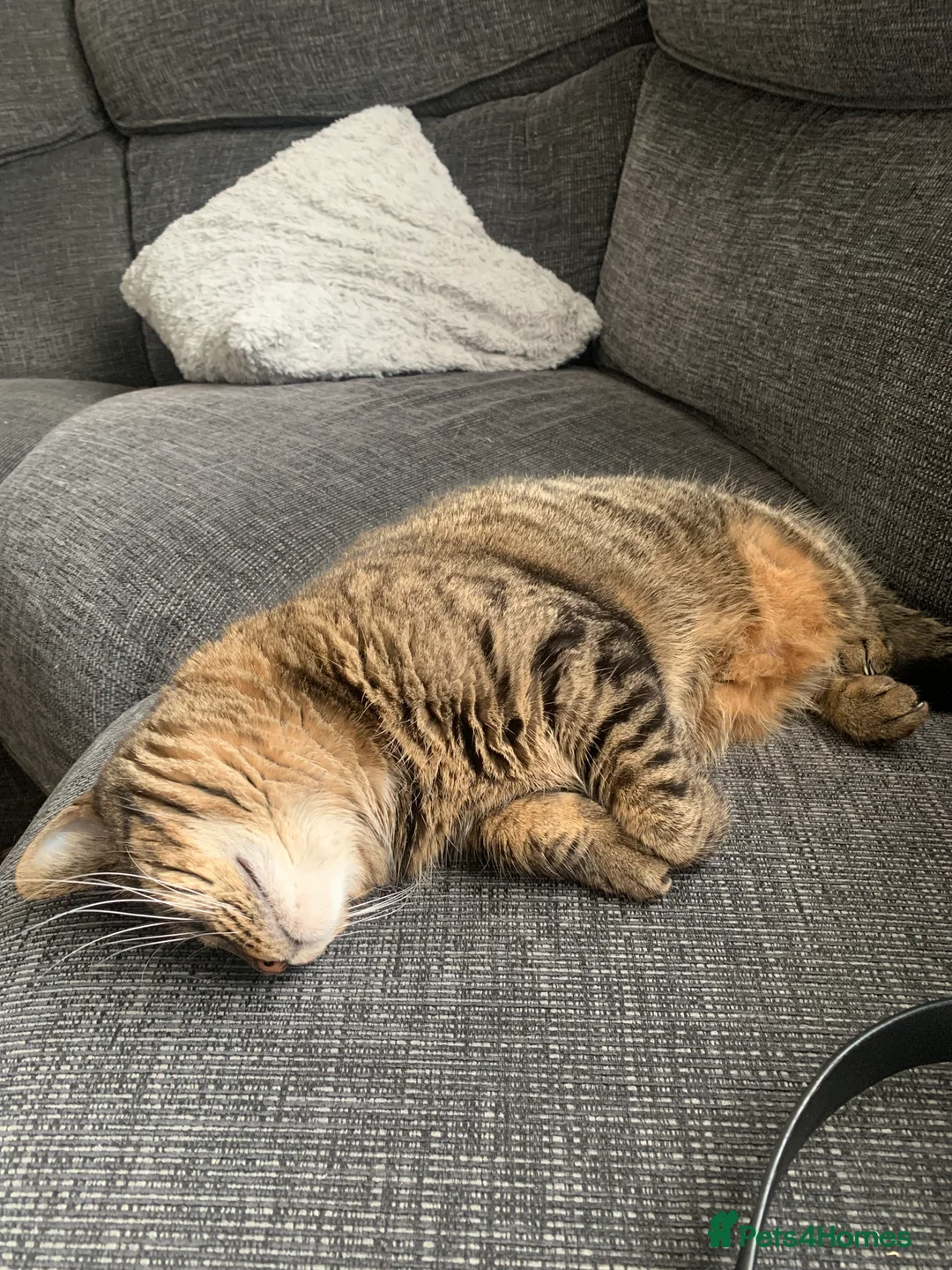 British Shorthair cats for sale: British shorthair cat 4 years old  - Advert 9