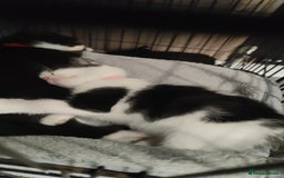 Ragdoll cats for sale: Ragdoll cross kittens  - Image 6