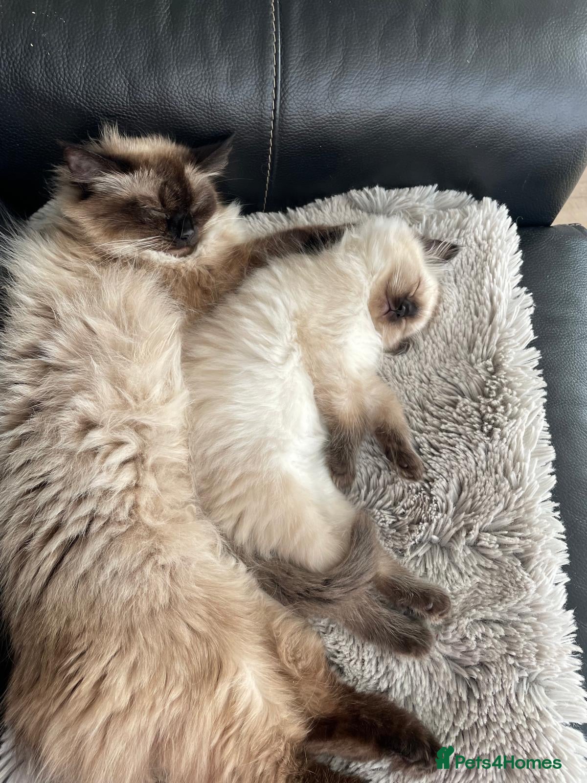 Ragdoll cats 3 gorg baby boy pure ragdoll  - Advert 12