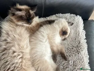 Ragdoll cats 3 gorg baby boy pure ragdoll - Advert 12