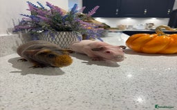 Guinea Pig rodents for sale: X2 one year old super cute skinny pigs  - Image 12