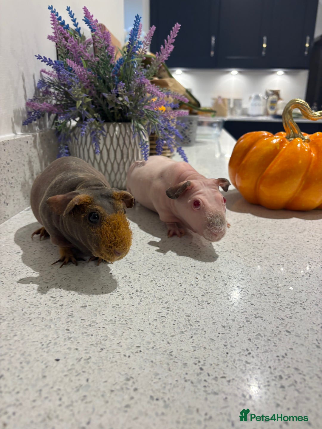 Guinea Pig rodents for sale: X2 one year old super cute skinny pigs  - Image 12