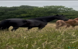 Welsh Section D horses for sale: Section D beautiful Black Mare Magic - Image 36