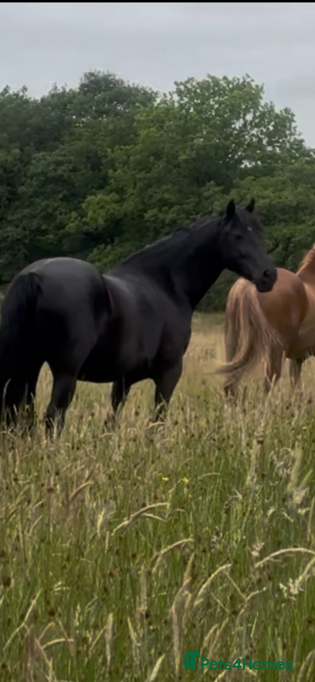 Welsh Section D horses for sale: Section D beautiful Black Mare Magic - Image 36