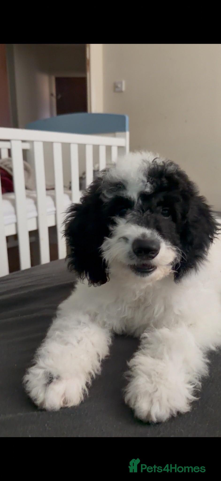Sproodle dogs Puppy Parti Springerdoodle - Advert 18