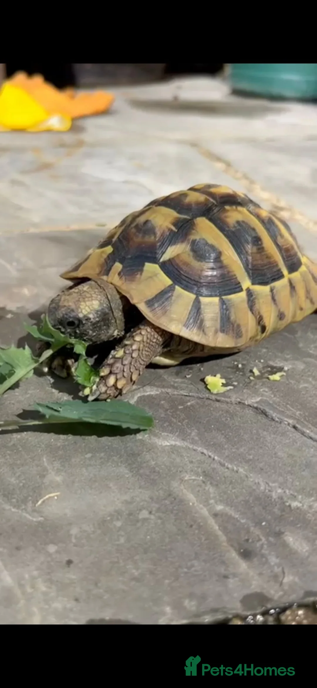 Hermann Tortoise reptiles for sale: Herman juvenile tortoise  - Advert 2