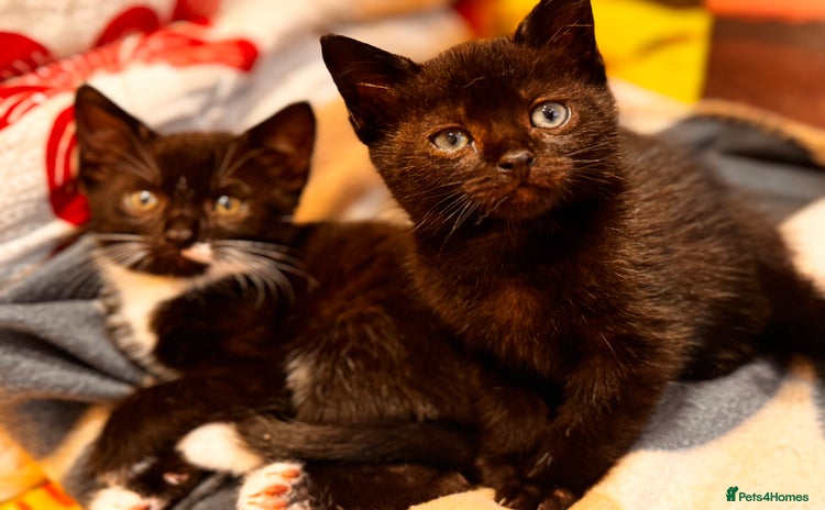Domestic Shorthair cats - Advert 15