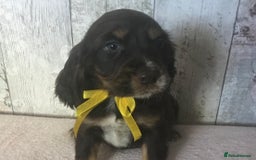 Cocker Spaniel dogs for sale: Adorable, Social, Confident KC reg Cocker pups - Image 5