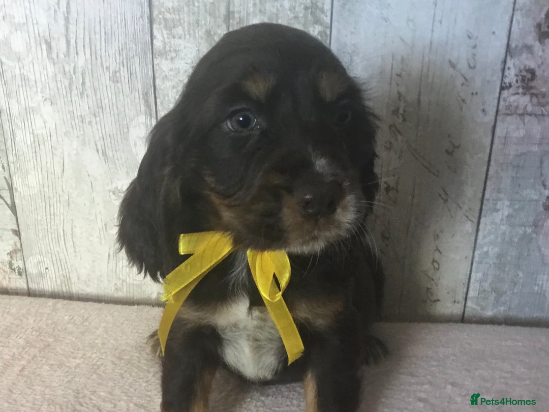 Cocker Spaniel dogs for sale: Adorable, Social, Confident KC reg Cocker pups - Image 5