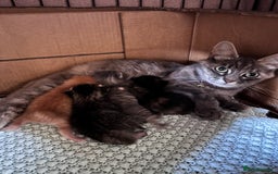 Norwegian Forest Cat cats for sale: Norwegian forest x bengal  - Image 3