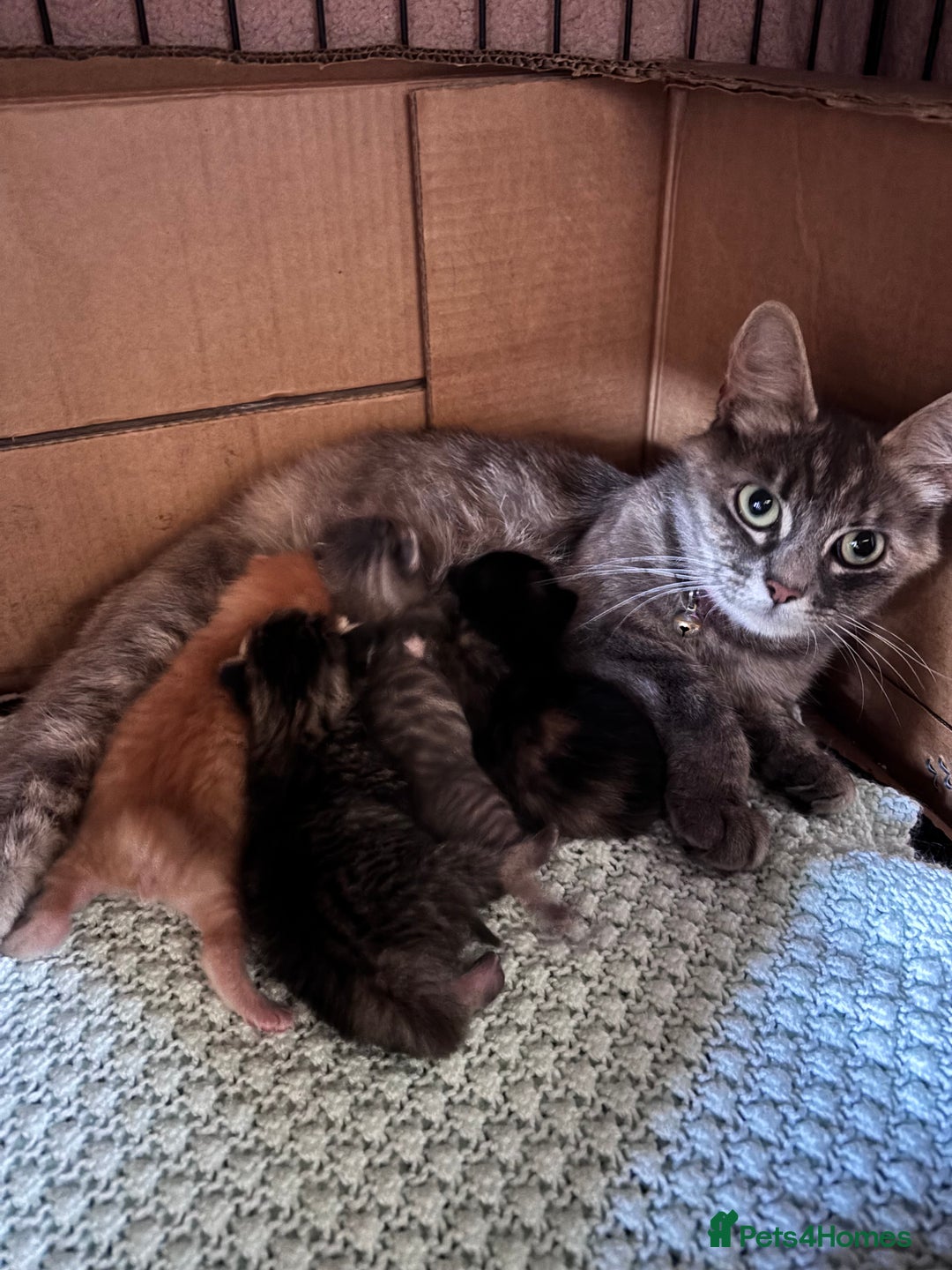 Norwegian Forest Cat cats for sale: Norwegian forest x bengal  - Image 3