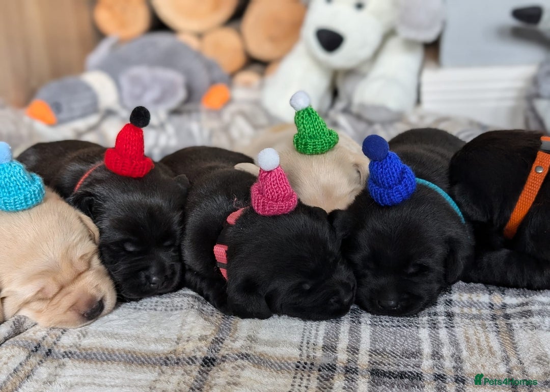 Labrador Retriever dogs for sale: Stunning labrador puppies from good working lines - Advert 22