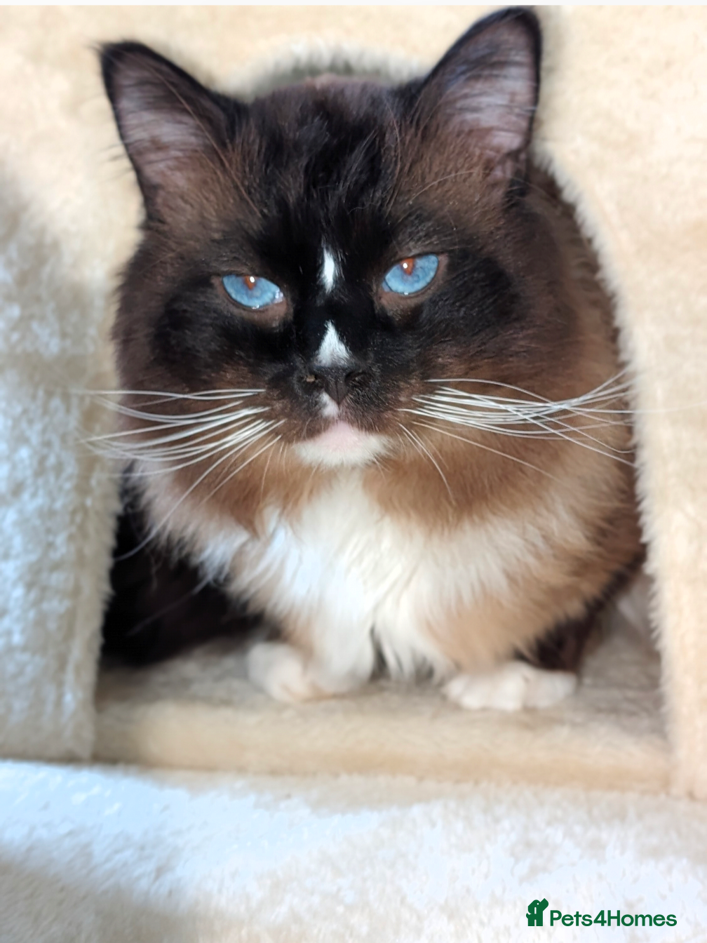 Ragdoll cats Handsome Seal Mitted Male Ragdoll  - Advert 2