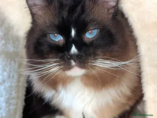 Ragdoll cats Handsome Seal Mitted Male Ragdoll - Advert 1