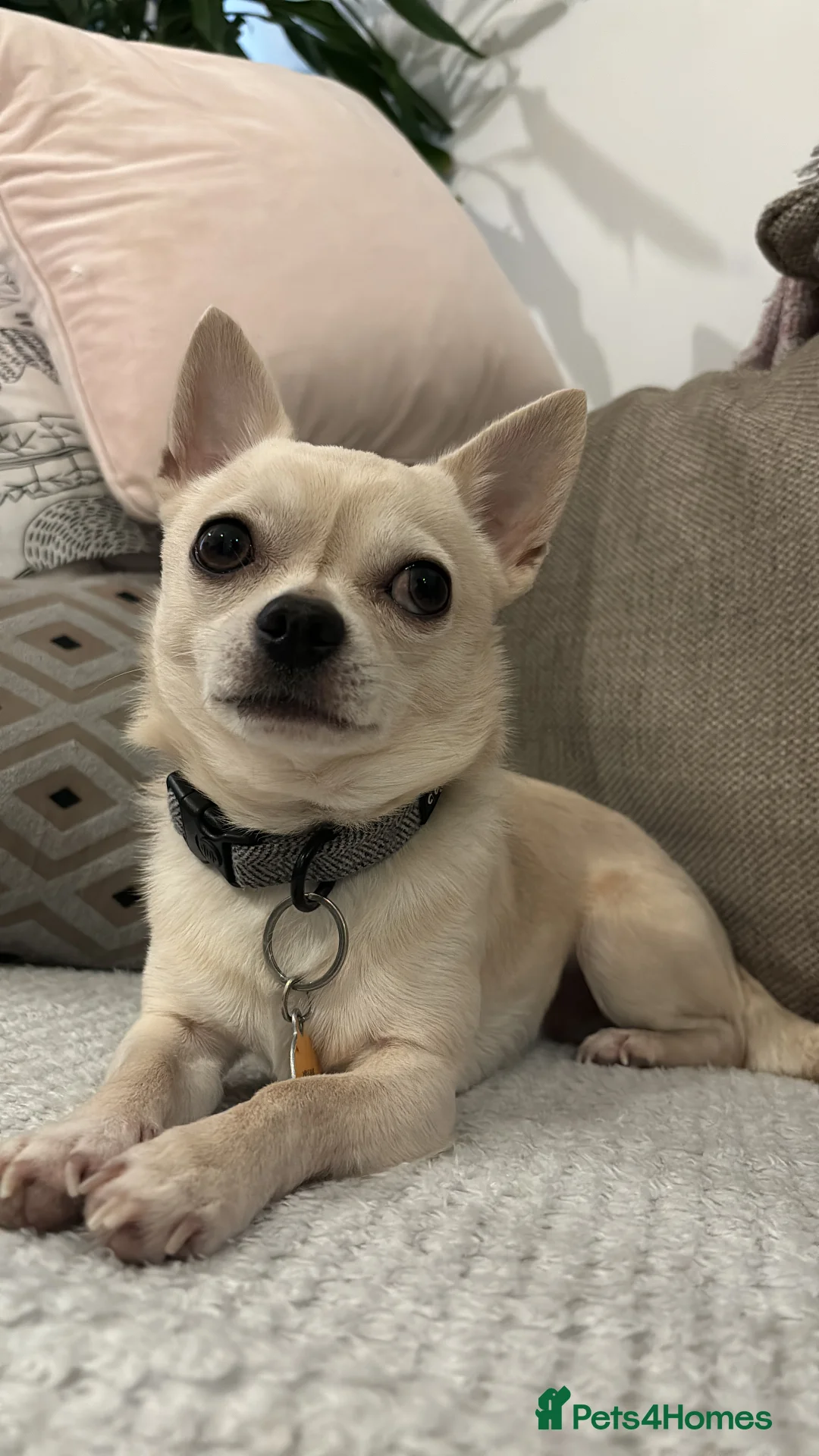 Chihuahua dogs for stud: 3 year old short haired Chi for stud (proven) in Bridgend - Advert 1