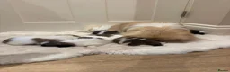 Pekingese dogs for sale: Rare Coloured Pekingese Puppies – Exceptional 🐾🐾 - Advert 4