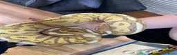Mixed Breed reptiles for sale: 3 beautiful ball pythons 2 female one male  in Sheffield - Advert 4