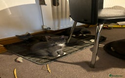 Domestic Shorthair cats for sale: 3 Grey Kittens ready for their new adventure!  - Image 7