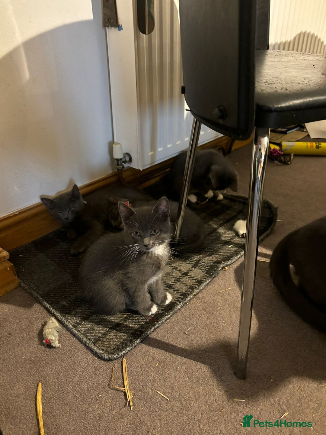 Domestic Shorthair cats for sale: 3 Grey Kittens ready for their new adventure!  - Image 7