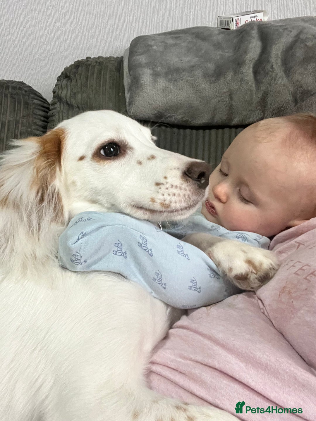 Cocker Spaniel dogs for sale: 1 year old cocker spaniel for sale - Image 19