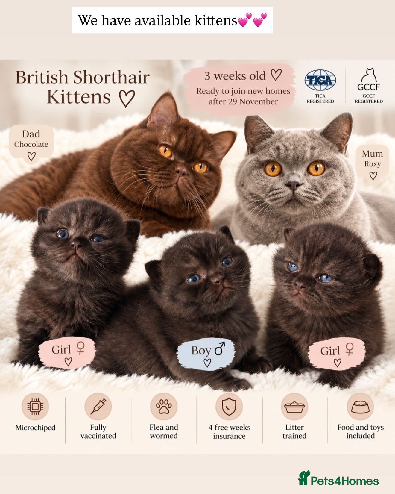British Shorthair cats 🏆Champions line🏆BSH Kittens Tica reg  - Advert 1