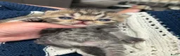 Exotic cats for sale: 3 high quality exotics - Advert 16