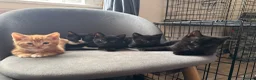 Domestic Shorthair cats for sale: Beautiful Kittens READY NOW - Advert 11