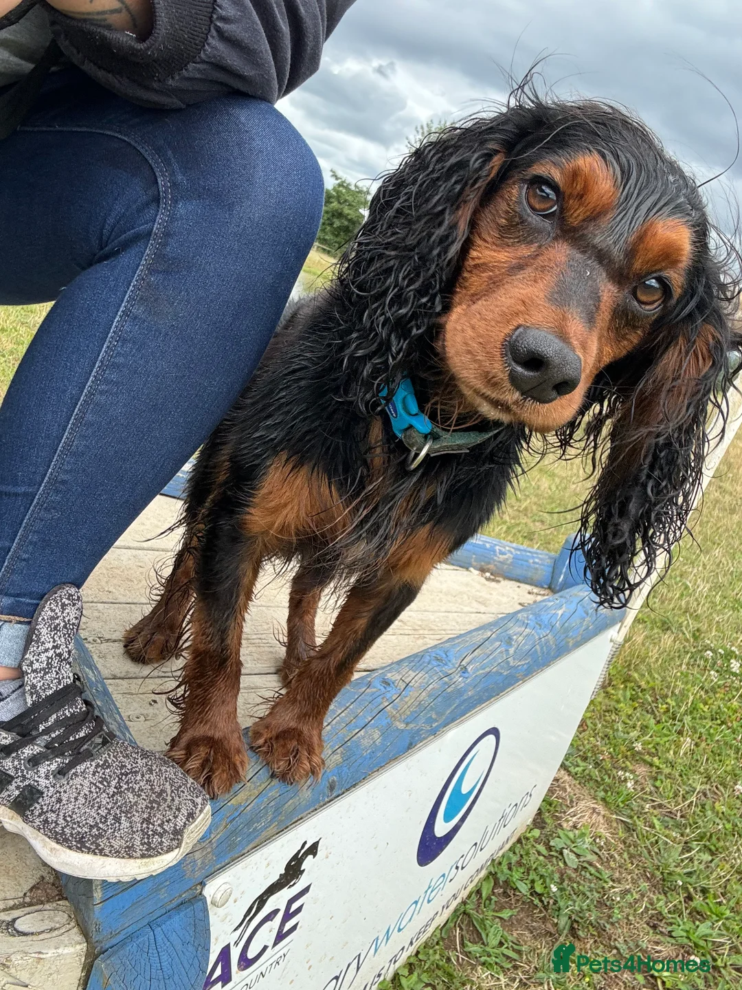 Cocker Spaniel dogs for stud: KC REGISTERED WORKING COCKER SPANIEL STUD - Advert 3