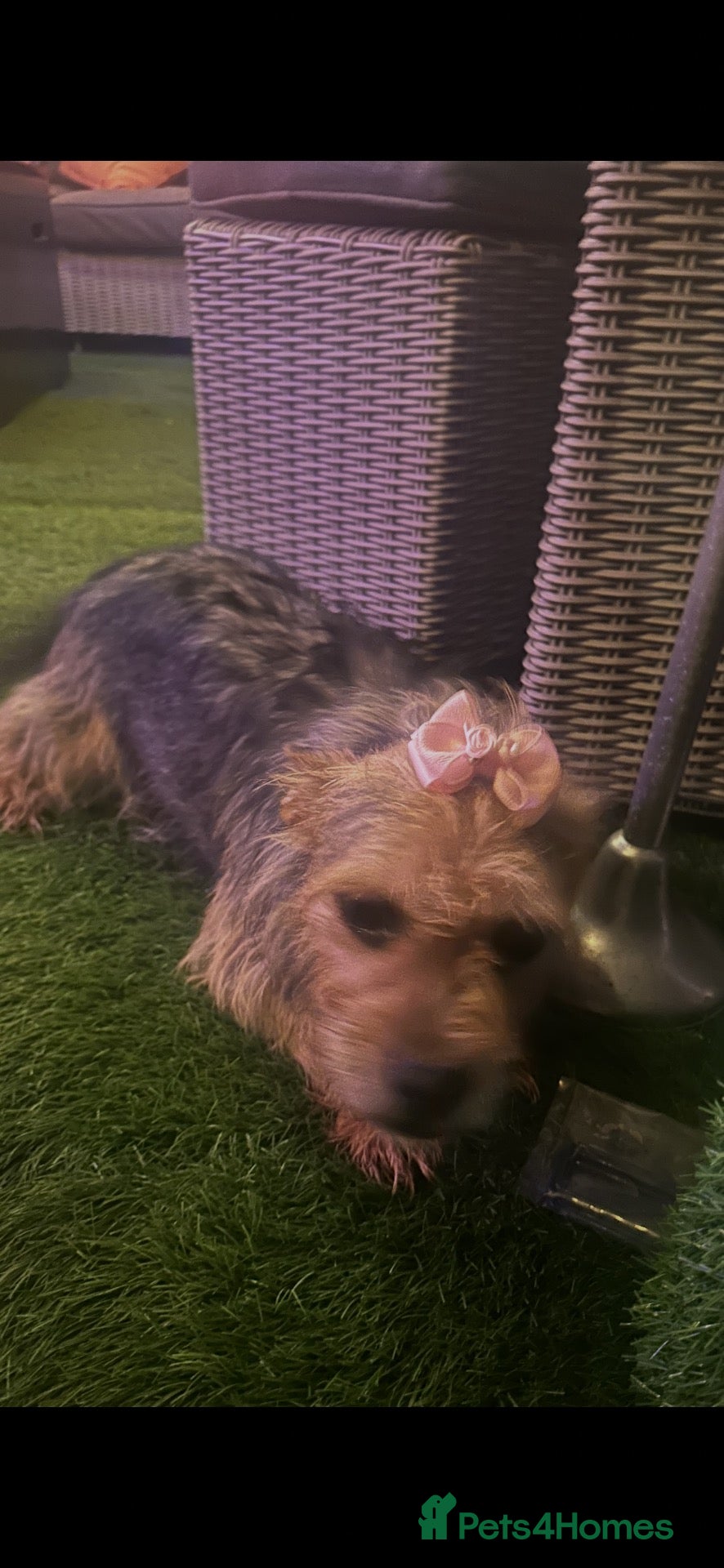 Yorkiepoo dogs Yorkiepoo - Advert 1