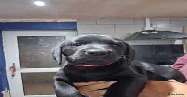 Labrador Retriever dogs - Advert 4