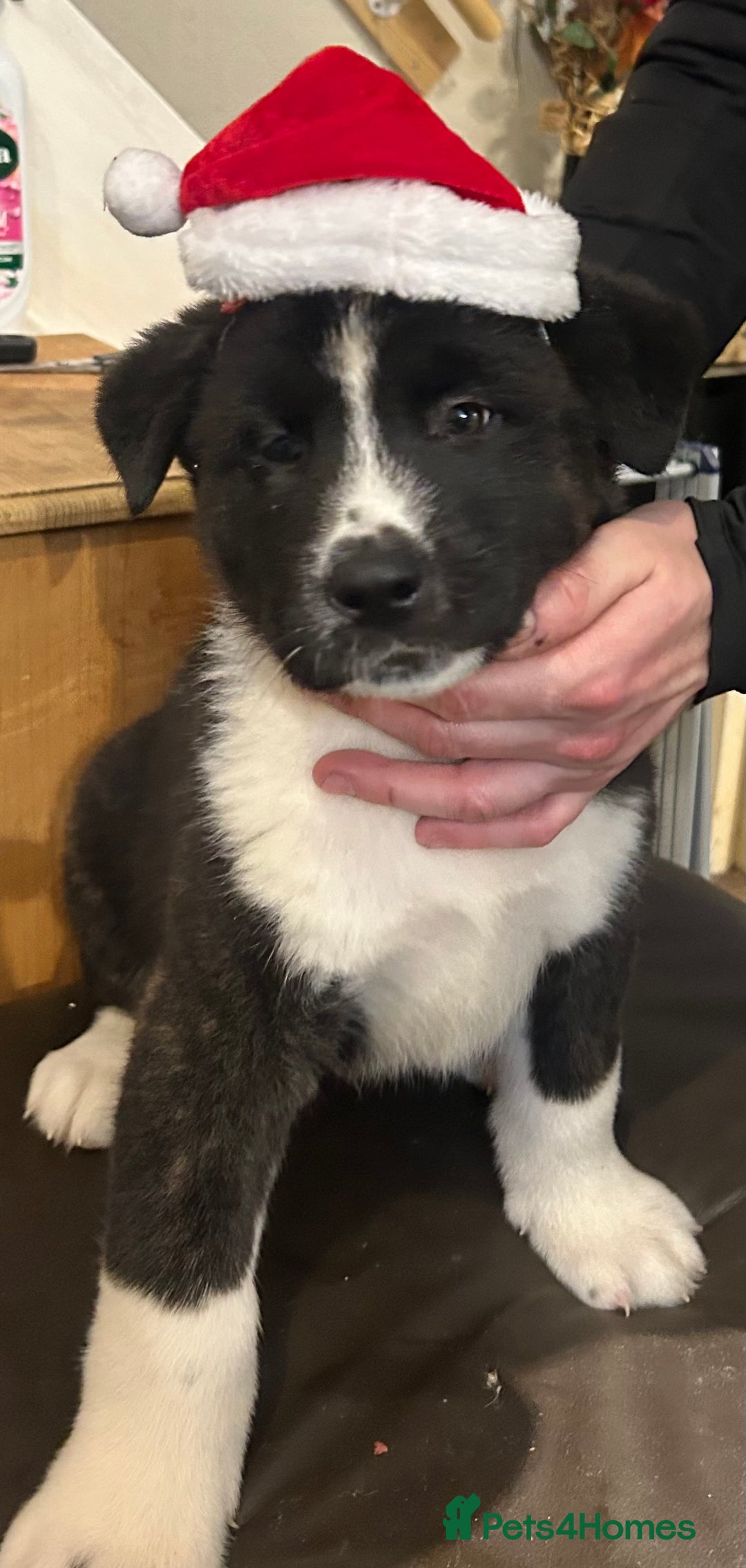 Akita dogs for sale: Akita Puppies for Sale - Advert 33