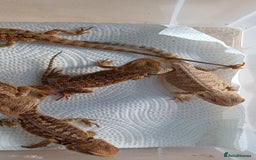 Bearded Dragon reptiles for sale: Baby bearded dragons  - Image 9