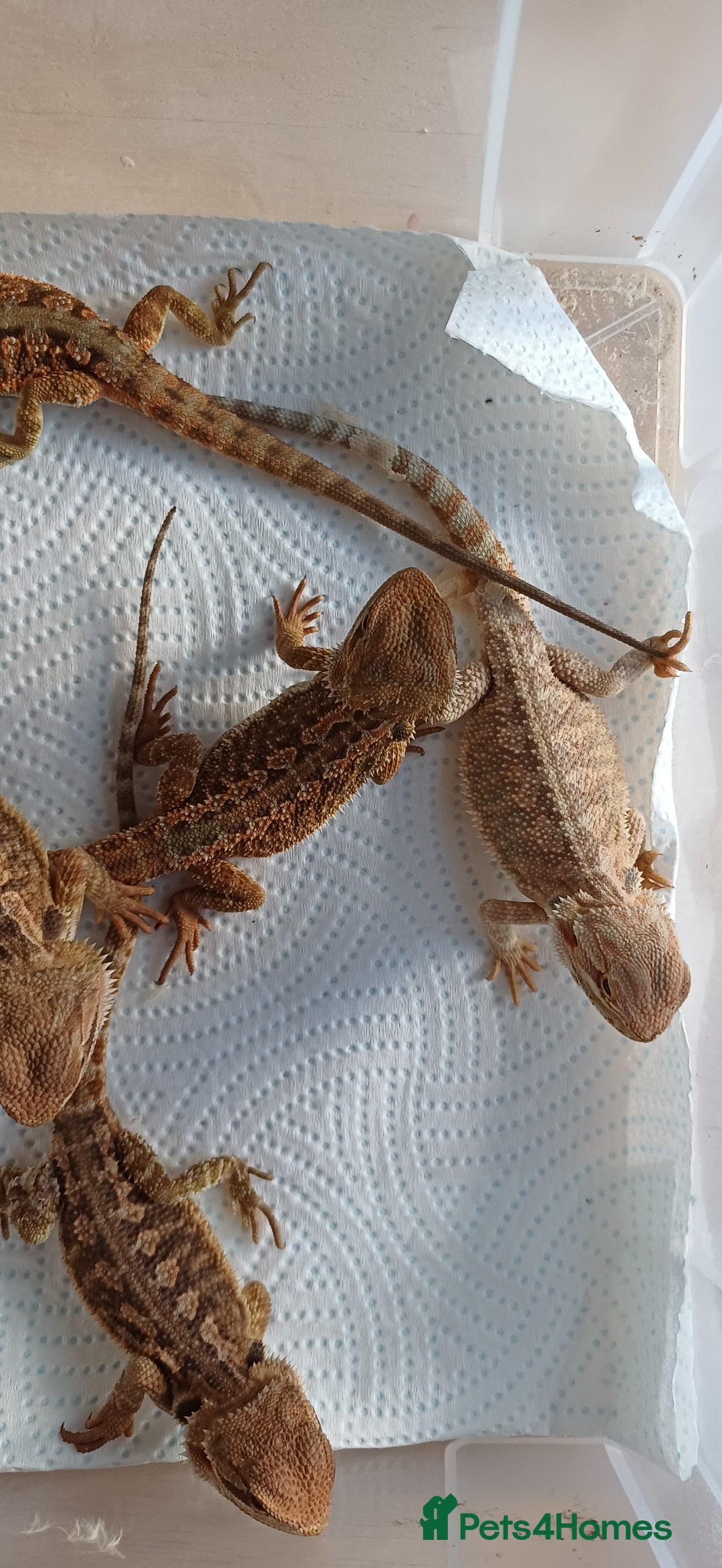 Bearded Dragon reptiles for sale: Baby bearded dragons  - Image 9
