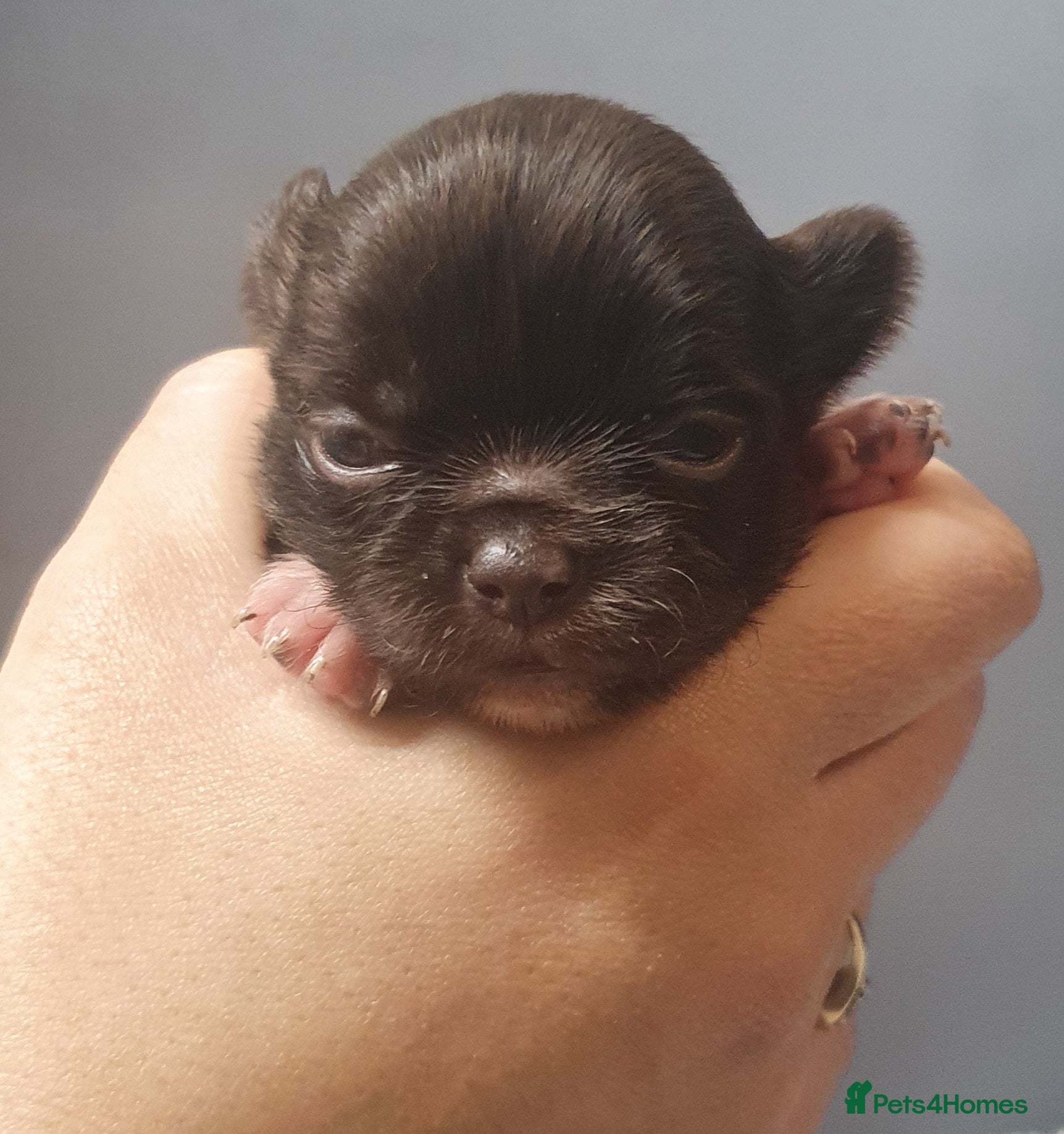 Chihuahua dogs Beautiful Long-Haired Chihuahua Puppies - Advert 13